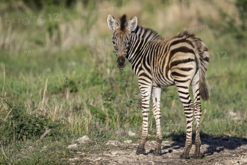 Plains zebra (Equus quagga) foal, Madikwe Game Reserve, North West Province, South Africa, RSA, Africa