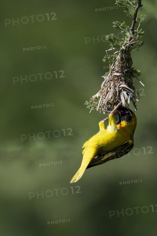 Southern masked weaver (Ploceus velatus), Madikwe Game Reserve, North West Province, South Africa, RSA, Africa