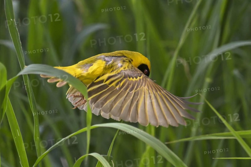 Southern masked weaver (Ploceus velatus) collecting nesting material, Madikwe Game Reserve, North West Province, South Africa, RSA, Africa
