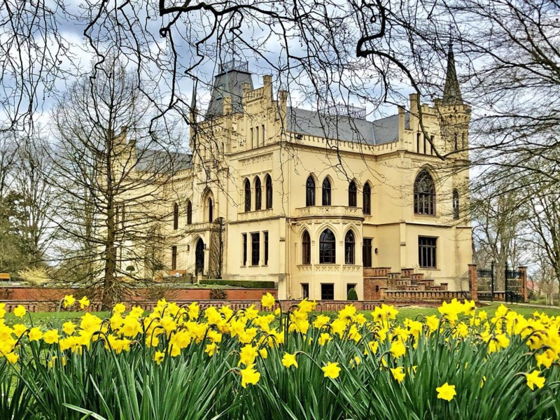 Daffodils, castle garden, Schloss Evenburg, moated castle, Leer-Loga, East Frisia, Germany, Europe