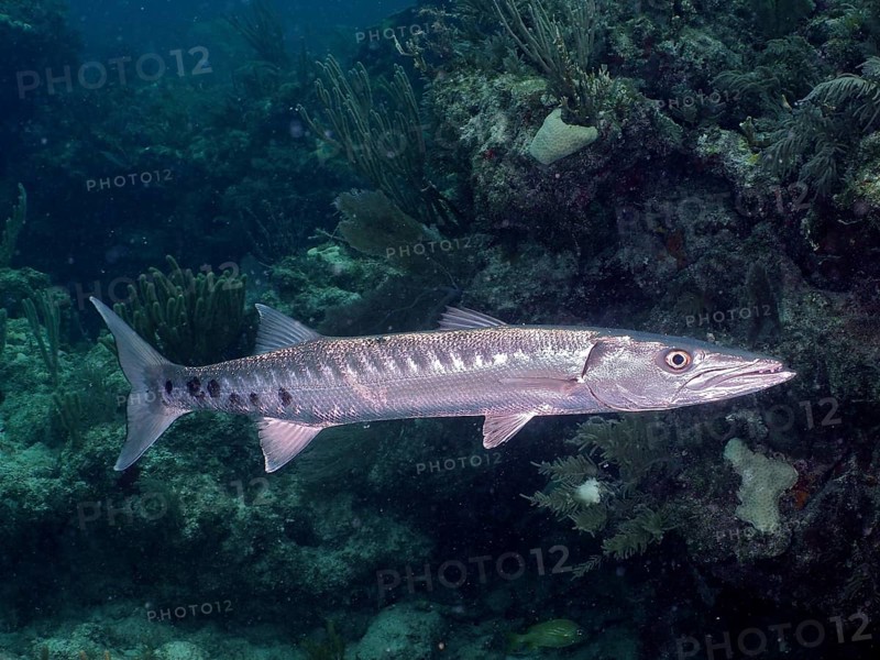 Great barracuda (Sphyraena barracuda), dive site John Pennekamp Coral Reef State Park, Key Largo, Florida Keys, Florida, USA, North America