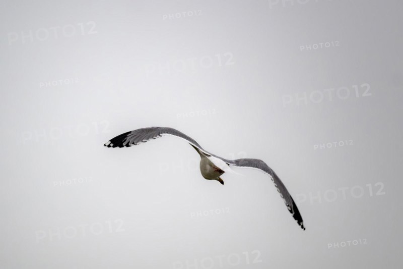 A seagull in flight against a grey sky