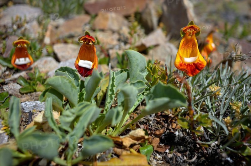 Calceolaria uniflora, a slipper flower, in the barren Patagonia, Perito Moreno National Park, Argentina, South America