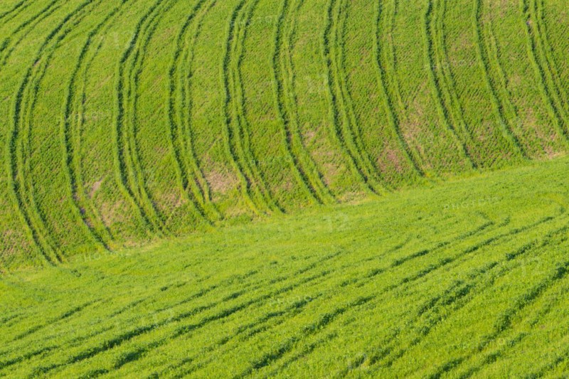 Traces on a cultivated area, Crete Senesi, Province of Siena, Tuscany, Italy, Europe