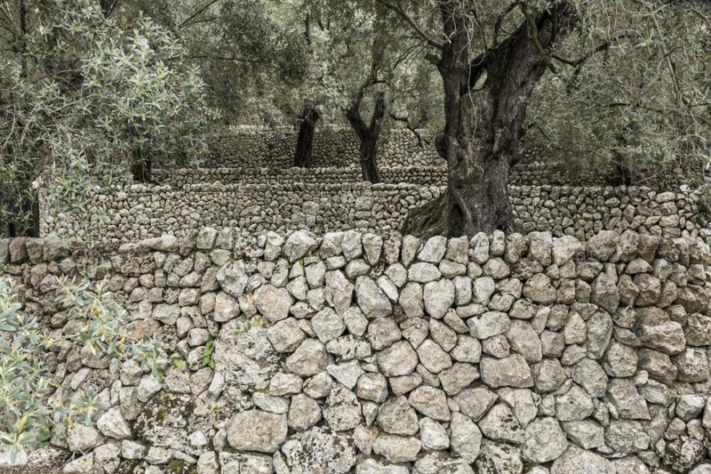 Olive trees and old stone wall, Fornalutx, Serra de Tramuntana, Majorca, Balearic Islands, Spain, Europe