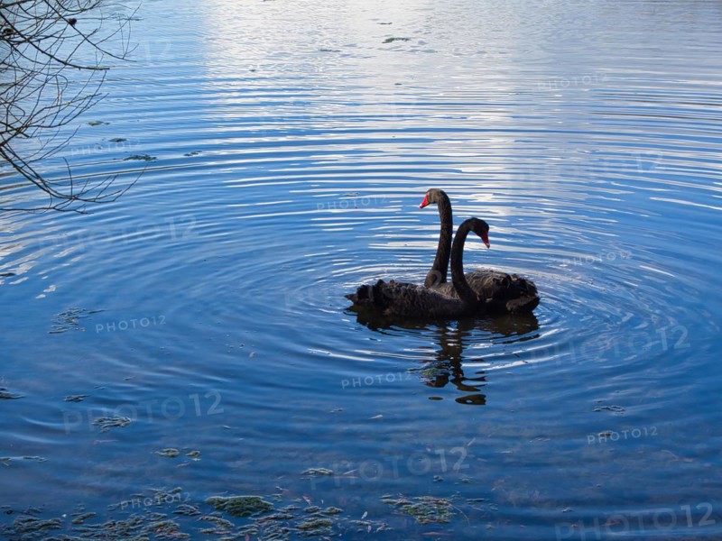 Two mourning swans (Cygnus atratus), black swan, North Rhine-Westphalia, Germany, Europe