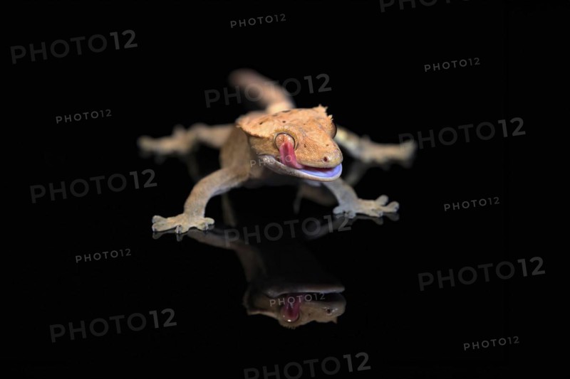 New Caledonian eyelash gecko (Correlophus ciliatus), adult, captive, New Caledonia, Oceania