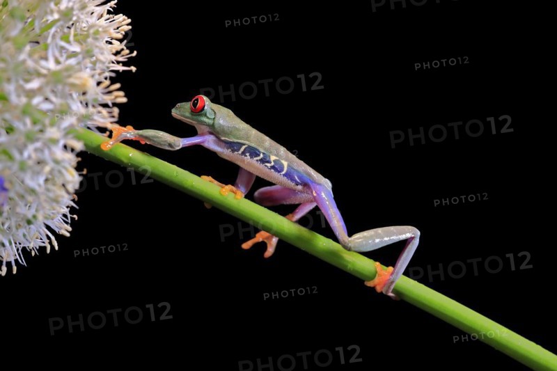 Red-eyed tree frog (Agalychnis callidryas), adult, on green stem, Aeonium, captive, Central America