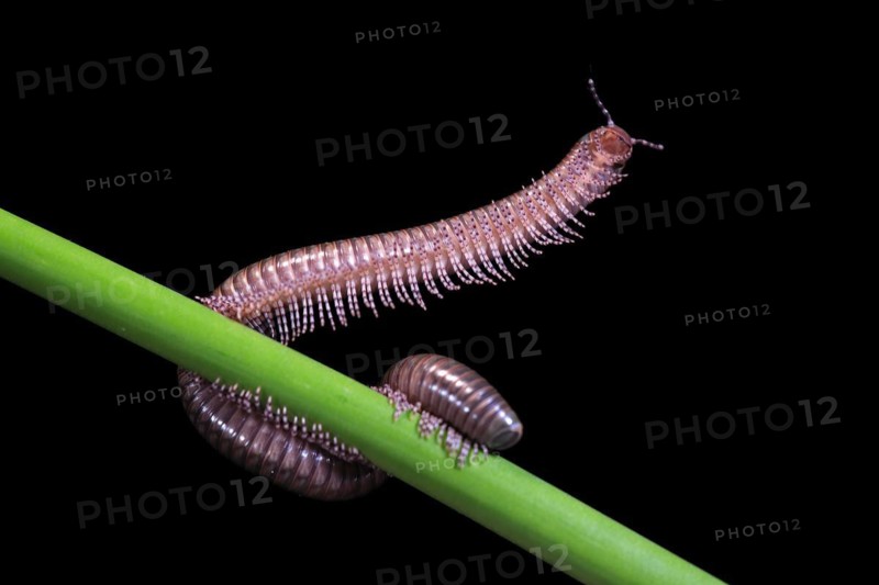 Millipedes (Diplopoda), adult, on plant stems, at night, Great Britain