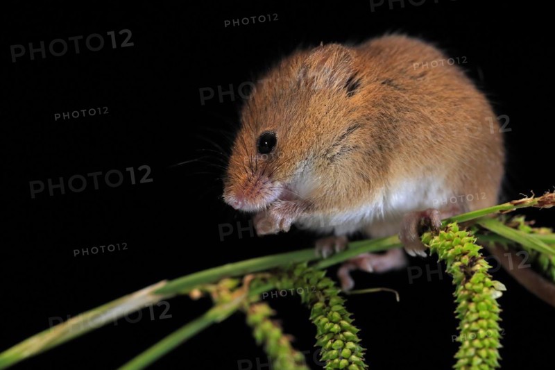 Eurasian harvest mouse (Micromys minutus), adult, on plant stalks, ears of corn, foraging, at night, Scotland, Great Britain
