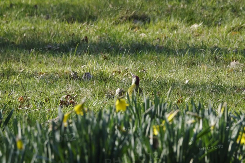 Green woodpecker in a meadow, March, Germany, Europe