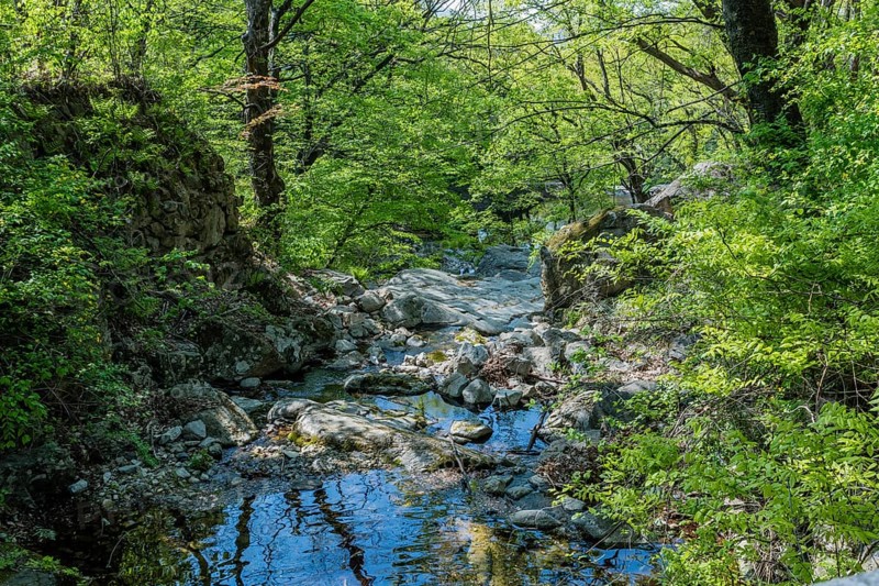 Sunlight filters through the trees illuminating a rocky riverbed and surrounding foliage, in South Korea