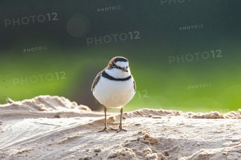 Slender-billed plover (Anarhynchus collaris) Pantanal Brazil