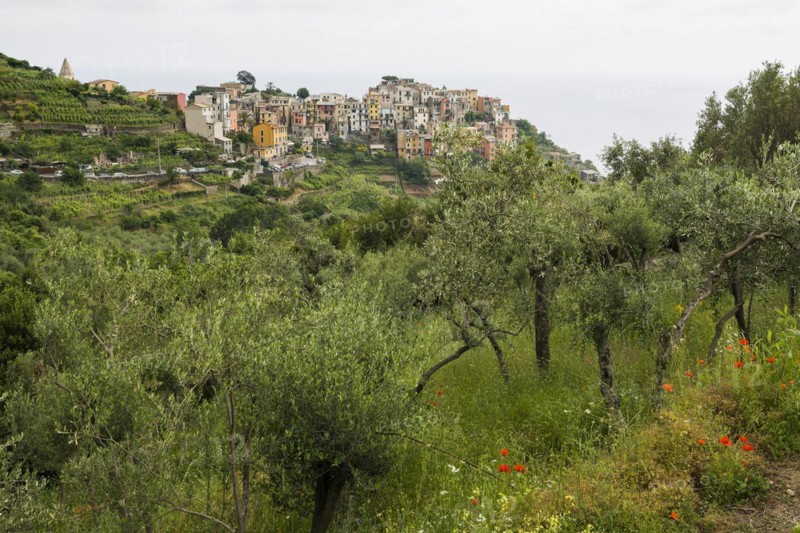 Village with colourful houses by the sea, Corniglia, UNESCO World Heritage Site, Cinque Terre, Riviera di Levante, Province of La Spezia, Liguria, Italy, Europe