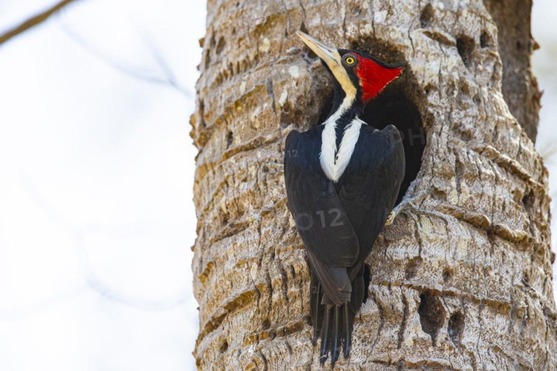 Crimson-crested woodpecker (Campephilus melanoleucos) Pantanal Brazil