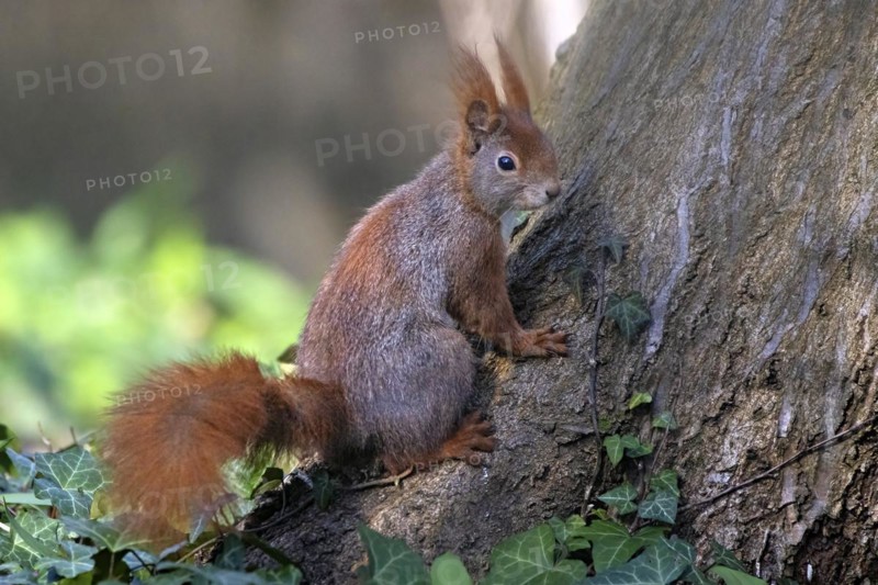 A brown squirrel with fluffy fur on a tree trunk, surrounded by ivy leaves, Sciurus vulgaris