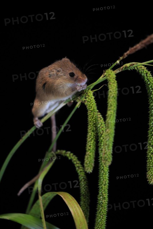 Eurasian harvest mouse (Micromys minutus), adult, on plant stalks, ears of corn, foraging, at night, Scotland, Great Britain