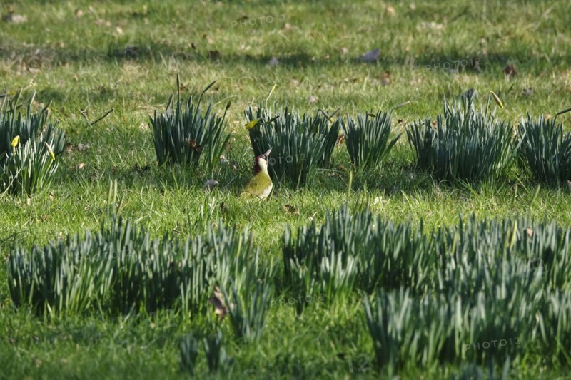 Green woodpecker in a meadow, March, Germany, Europe