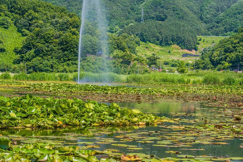 A serene pond dotted with water lilies and a fountain set against a hilly backdrop, in South Korea