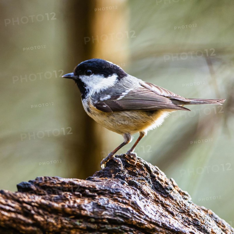 Coal Tit, Periparus ater, bird in forest at winter