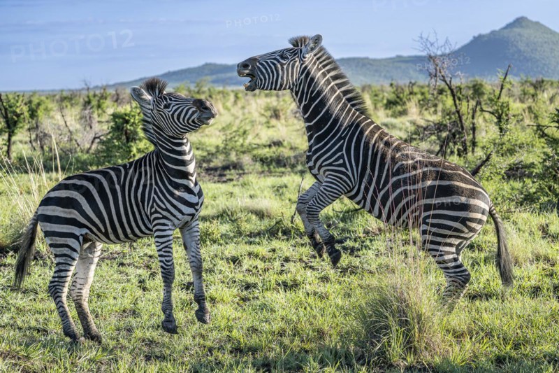 Plains zebra (Equus quagga) 2 stallions fighting, Madikwe Game Reserve, North West Province, South Africa, RSA, Africa