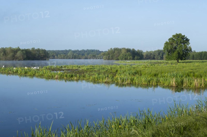 Wetland, wet meadow, water surface, mute swans (Cygnus olor), marsh iris (Iris pseudacorus) in bloom, English oak (Quercus robur), Barnbruchswiesen and Ilkerbruch nature reserve, Lower Saxony, Germany, Europe