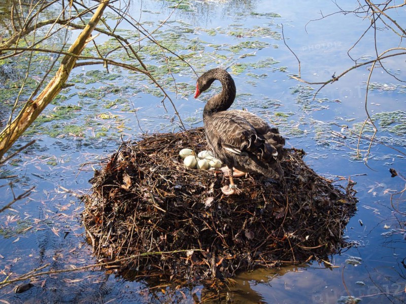 Black swan (Cygnus atratus) at a nest with eggs, North Rhine-Westphalia, Germany, Europe