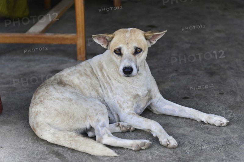 A dog looks attentively while lying relaxed on the ground, Inle Lake, Myanmar, Asia