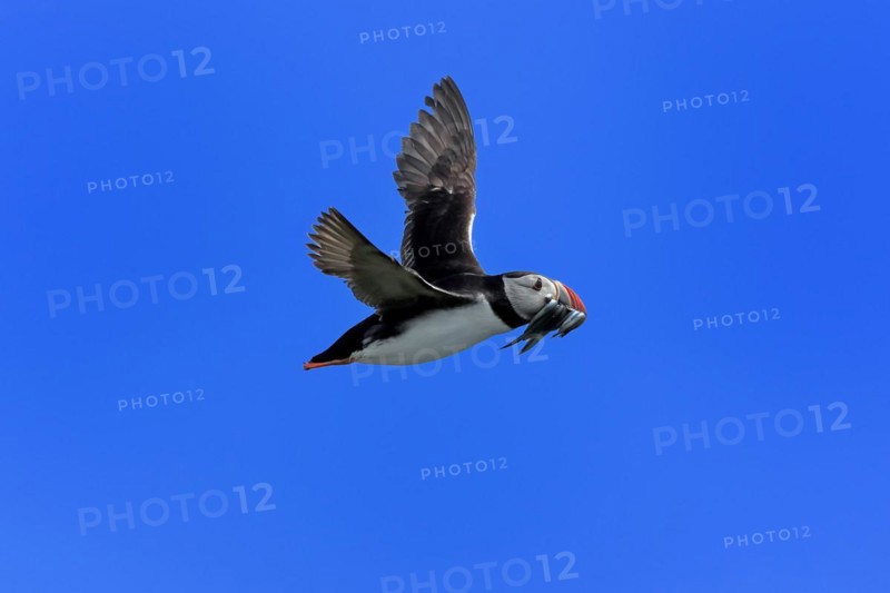 Puffin (Fratercula arctica), adult, flying, with sand eels, with food, Faroe Islands, England, Great Britain, Europe