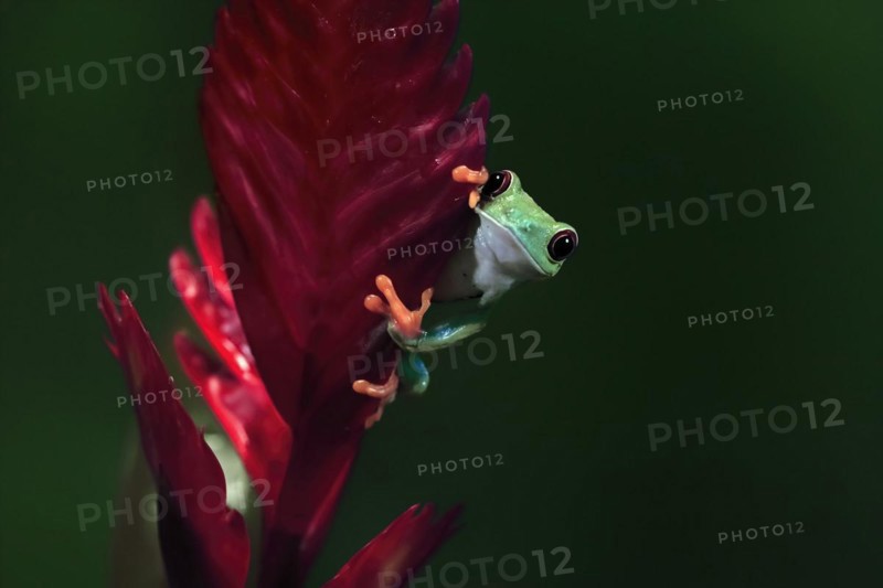 Red-eyed tree frog (Agalychnis callidryas), adult, on bromeliad, captive, Central America