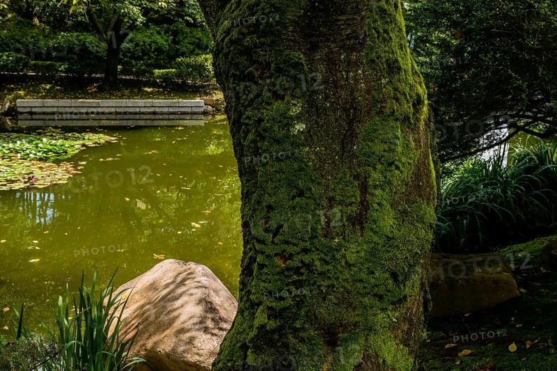 Serene pond with moss-covered tree and large stone in a tranquil nature setting, in South Korea