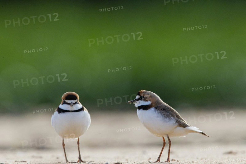 Slender-billed plover (Anarhynchus collaris) Pantanal Brazil