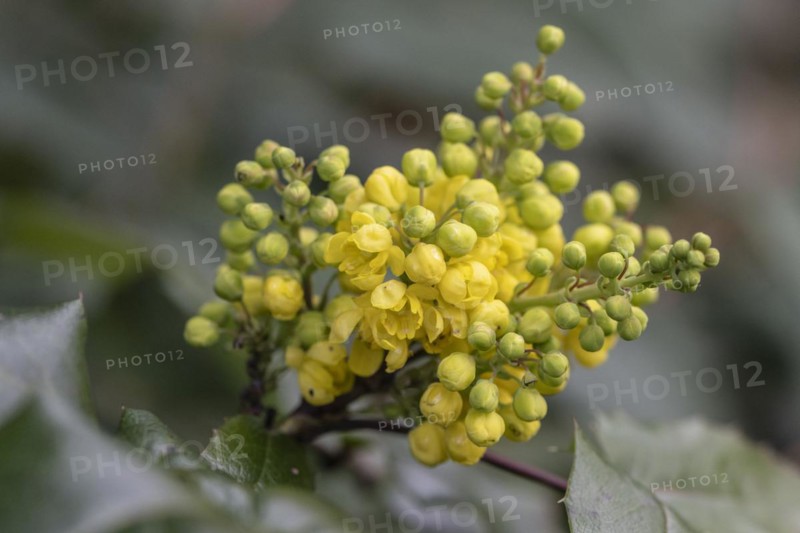 Oregon-grape (Mahonia aquifolium), flower, Speyer, Rhineland-Palatinate, Germany, Europe