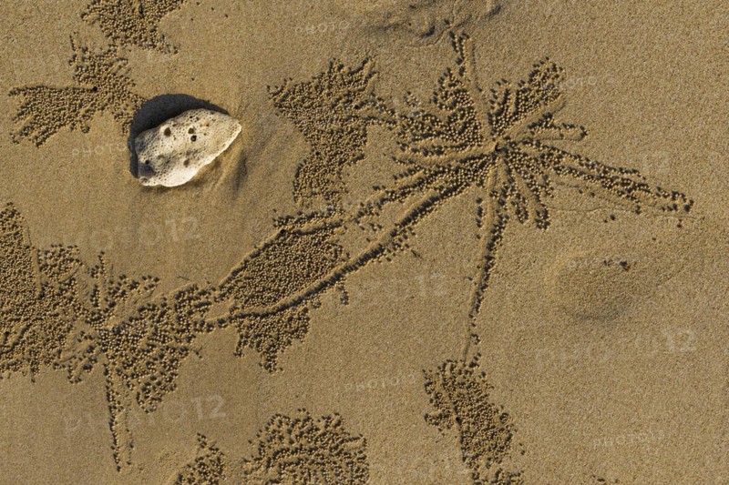 Sandworms form patterns on the beach of Khao Lak, beach, pattern, texture, art, nature art, sea, animal, natural spectacle, natural wonder, coast, ocean, summer, beach holiday, tourism, travel, floral, Thailand, Asia
