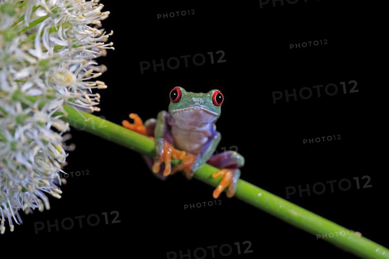 Red-eyed tree frog (Agalychnis callidryas), adult, on green stem, Aeonium, captive, Central America