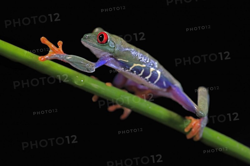 Red-eyed tree frog (Agalychnis callidryas), adult, on green stem, Aeonium, captive, Central America