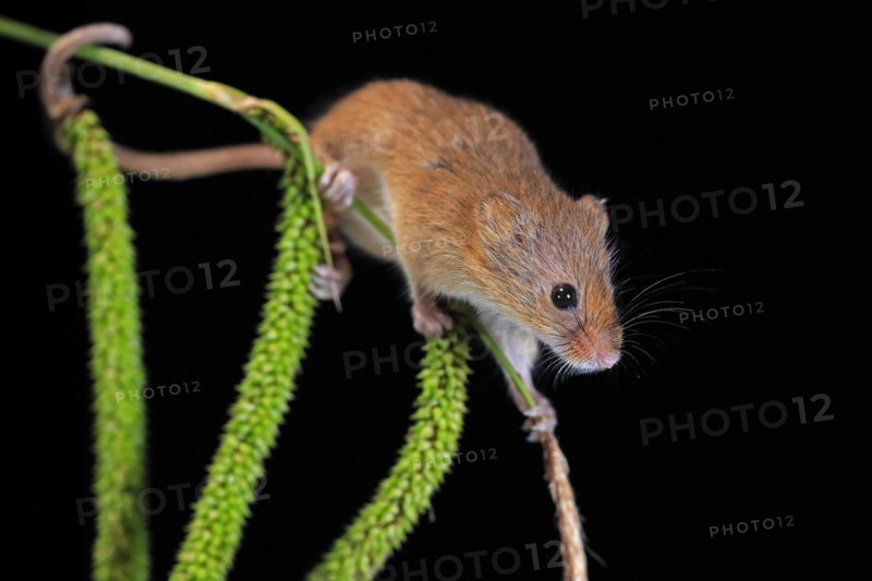 Eurasian harvest mouse (Micromys minutus), adult, on plant stalks, ears of corn, foraging, at night, Scotland, Great Britain