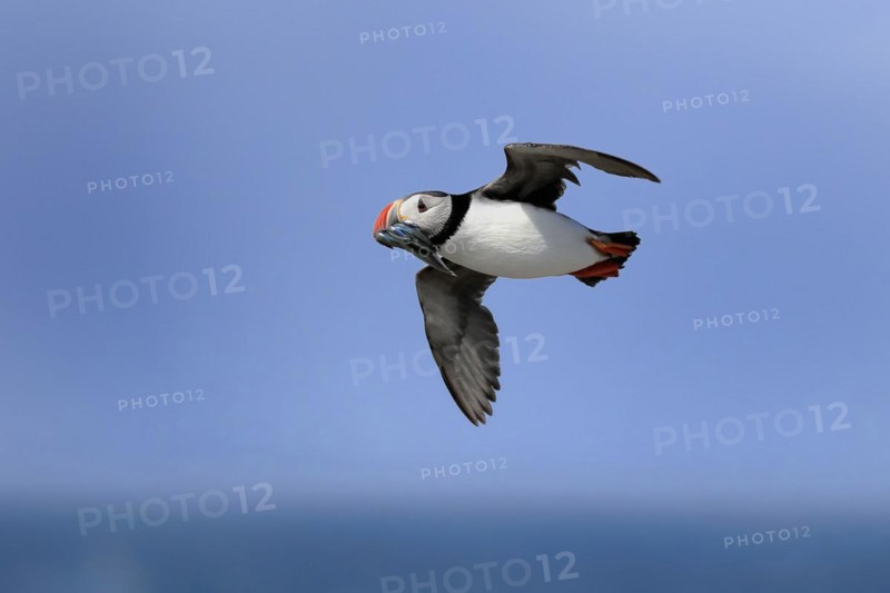 Puffin (Fratercula arctica), adult, flying, with sand eels, with food, Faroe Islands, England, Great Britain, Europe