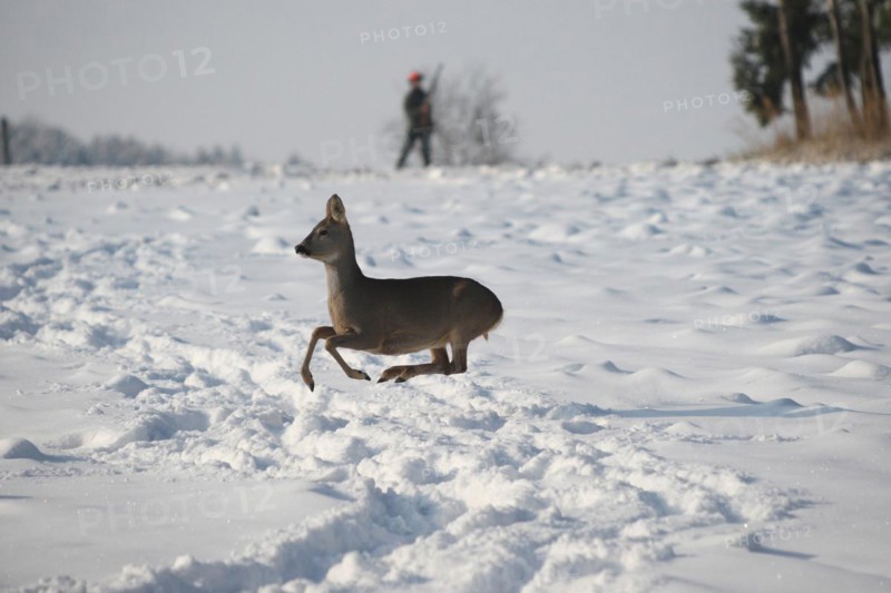 European roe deer (Capreolus capreolus) doe in winter coat jumps over snowy fallow field and is observed by hunter with rifle, Lower Austria, Austria, Europe