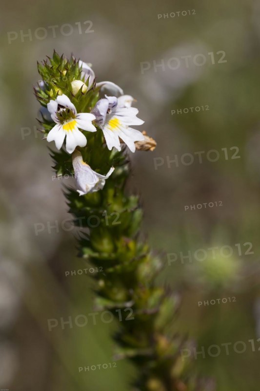 Close-up of a flower with white blossoms and green stem on a blurred natural background Eyebright EuphrasiaRhinantheae Medicinal plant Can reduce increased intraocular pressure supportive against glaucoma