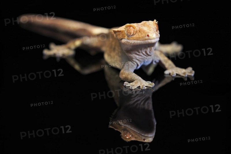 New Caledonian eyelash gecko (Correlophus ciliatus), adult, captive, New Caledonia, Oceania