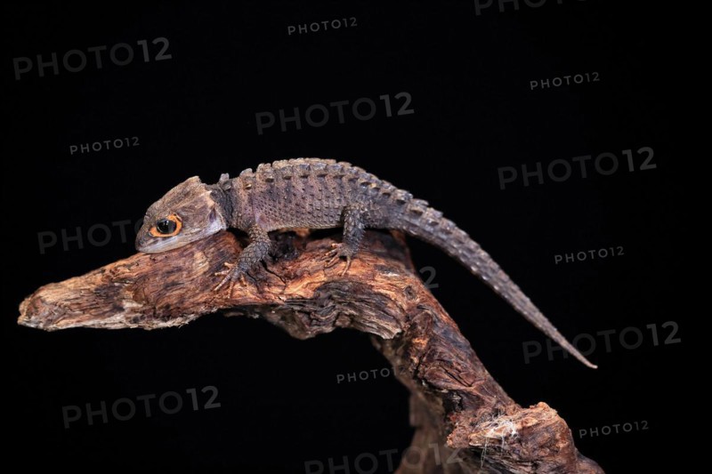 Red-eyed crocodile skink (Tribolonotus gracilis), adult, on tree, captive, New Guinea