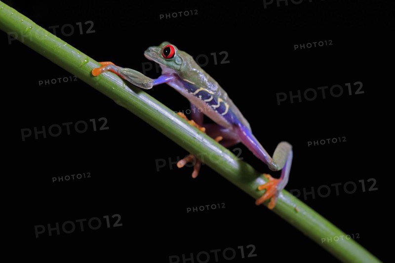 Red-eyed tree frog (Agalychnis callidryas), adult, on green stem, Aeonium, captive, Central America