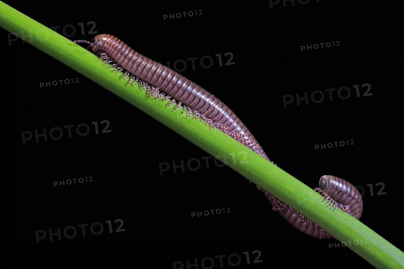Millipedes (Diplopoda), adult, on plant stems, at night, Great Britain
