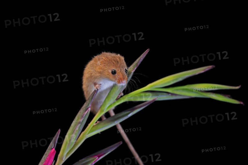 Eurasian harvest mouse (Micromys minutus), adult, on plant stem, flowering, foraging, at night, Scotland, Great Britain