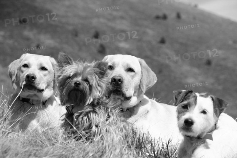 Four dogs in black and white photo sitting side by side in grass, Amazing Dogs in the Nature