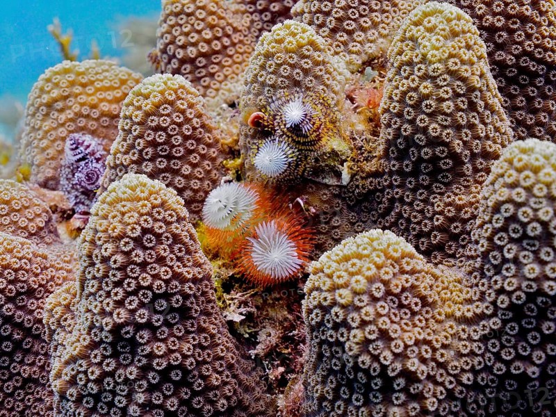 Several specimens of Christmas tree worm (Spirobranchus giganteus) on stony coral. Dive site John Pennekamp Coral Reef State Park, Key Largo, Florida Keys, Florida, USA, North America