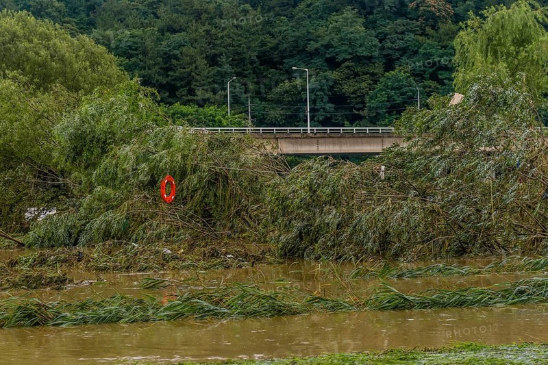 Damaged trees in flooded water with a bridge in the background under an overcast sky, in South Korea