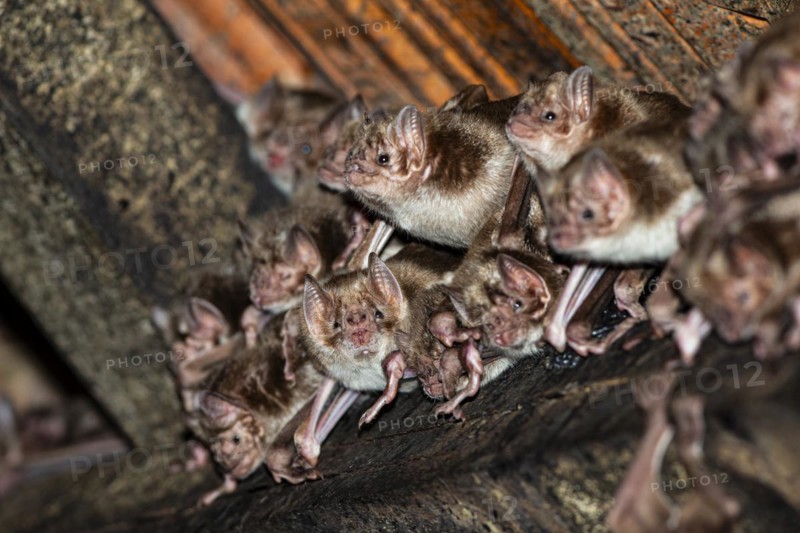Common vampire bat (Desmodus rotundus) Pantanal Brazil