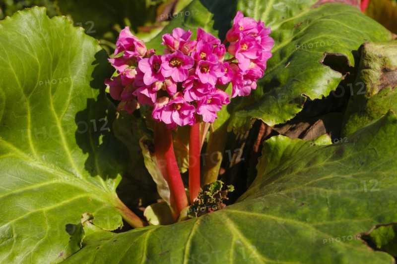 Blooming bergenia (Bergenia cordifolia), close-up, North Rhine-Westphalia, Germany, Europe